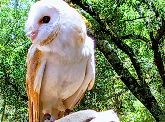 Vakantiehuis - Grill Terrace *